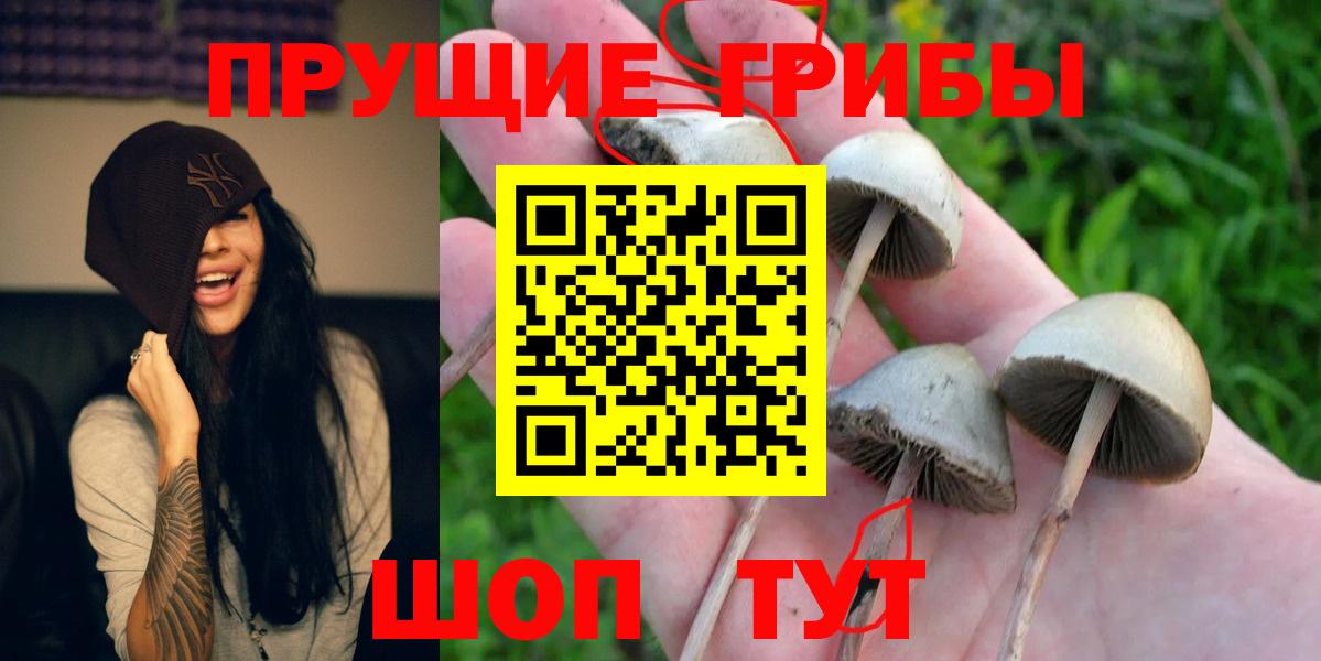 дарнет шоп  Вход с VPN  Баксан  Псилоцибиновые грибы мицелий 
